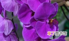 紫色蝴蝶兰花语是什么 紫色蝴蝶兰花语介绍