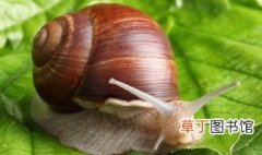 蜗牛养殖方法 蜗牛怎么养