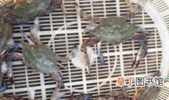 钓螃蟹用什么饵料 鱼肉蚱蜢家禽肉均可以