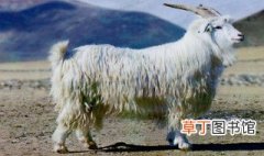 新疆山羊介绍 新疆山羊的简介