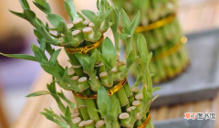 富贵竹三种养护方法解决黄叶 土培富贵竹怎么养才能更旺盛