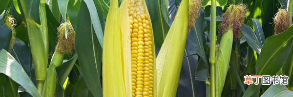 玉米生长周期解答 玉米多久发芽出苗