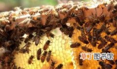 蜜蜂怎么消灭 蜜蜂简介