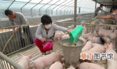 小户散养猪户有什么政策 散养猪户国家政策规定