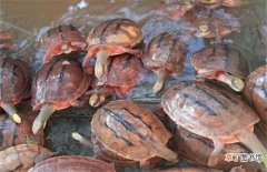 金钱龟养殖方法 金钱龟的饲养方法是什么