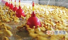 养鸭网床制作 养鸭网床的制作方法