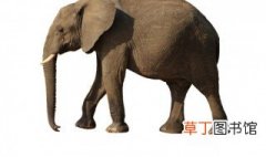 大象的耳朵像什么 大象的简介