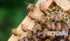 新手养蜂五禁忌 一起来养蜂
