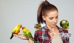 鸟的英语怎么读 鸟的英语如何读
