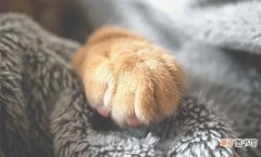 给猫咪剪指甲的6个小技巧 怎么给猫剪指甲不让它反抗