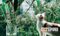 猫能吃水竹子嘛 转运竹猫能吃吗