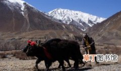 西藏高山牦牛介绍 在海拔多高的地方