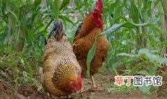 玉米地里面能不能养鸡 种地养殖两不误