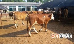 和牛在中国有饲养吗 你有吃过吗
