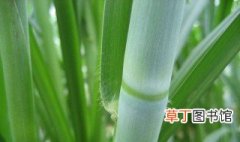 皇竹草品种有几种 皇竹草品种类型