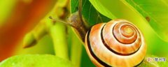养5000蜗牛一年利润多少，附蜗牛养殖注意事项