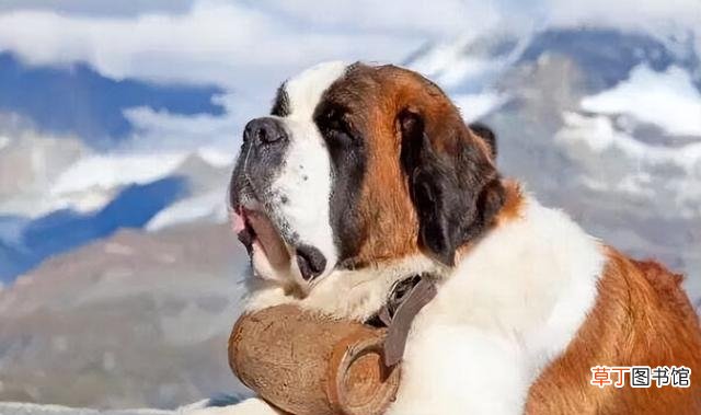 全球十大体型最大的狗狗 全球巨型犬排行榜榜单
