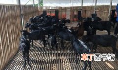 黑山羊养殖方法 黑山羊养殖方法介绍