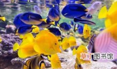 鱼缸里水发黄的原因和解决办法 鱼缸里水发黄的原因和解决办法