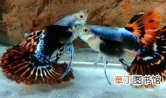 最美丽和最名贵的孔雀鱼品种 关于最美丽和最名贵的孔雀鱼品种