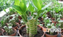 富贵竹栽培繁殖方法 富贵竹的繁殖方法