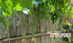 丝瓜盆栽种植方法 丝瓜盆栽种植方法是什么