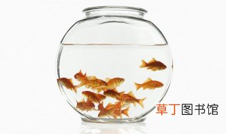 金鱼的繁殖方法 金鱼怎么繁殖