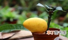 芒果小盆栽种植方法 种植芒果小盆栽方法