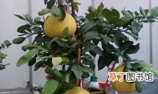 柚子盆栽种植方法 种植柚子盆栽方法