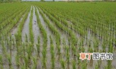 水稻一般施几次肥 水稻到底施几次肥