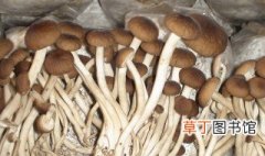 茶树菇的根能不能吃 茶树菇的根可以吃吗