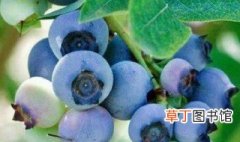 法新蓝莓品种介绍 关于法新蓝莓品种介绍