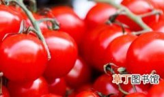 转基因番茄有哪些品种 转基因番茄有什么品种