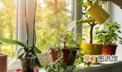 净化空气的室内植物有哪些 净化空气的室内植物介绍