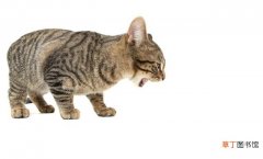猫咪吐未消化的猫粮原因分析 猫咪吐了没消化的猫粮是怎么回事