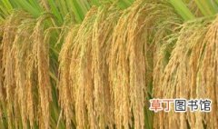 世界上最早的世界上最早种植水稻的国家是 最早的世界上最早种