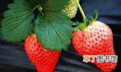 怎么种植草莓籽 如何种植草莓籽