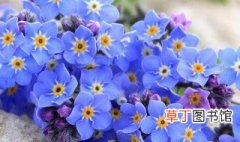 蓝色的小花是什么花 蓝色的小花是什么花,叶子是长条状的