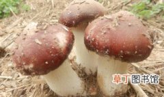 最简单的蘑菇种植方法 种植蘑菇最简单的方法