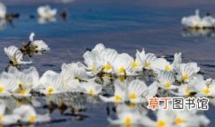 水性杨花是什么花图片 水性杨花是什么花