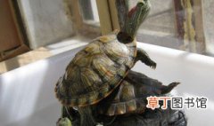 石龟是什么龟 石龟简单介绍