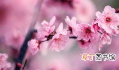 现在中国国花是什么花 现在中国国花是什么花适合春秋穿的衣服