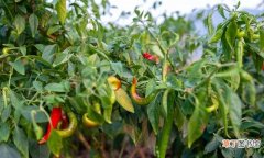 辣椒施好这4种肥结满枝头 辣椒种植用什么肥料才能高产