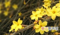 黄颜色花的花有哪些春天 有什么花是在春天开的黄色的