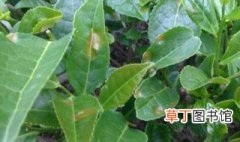 茶树怎么种植结果 茶树的种植方法是什么