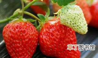 奶油草莓怎么种植的 奶油草莓如何种植的
