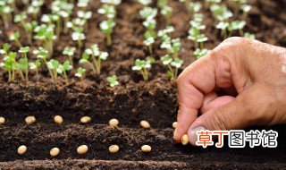 豆苗怎么种植土里 豆苗种植土里的方法有什么