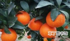 比沃柑更好的柑橘品种有哪些 比沃柑更好的柑橘品种有什么