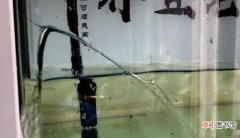 鱼缸漏水了自行修补的办法 鱼缸漏水怎么修复找漏水点