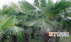 棕榈树如何养 棕榈树养殖方法介绍